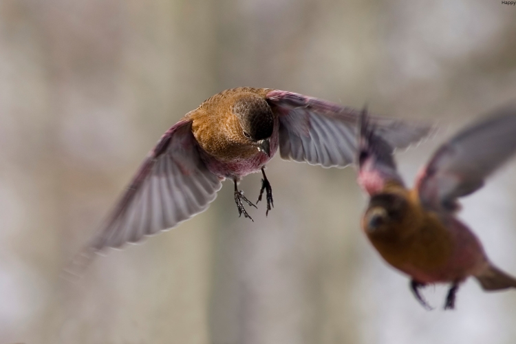 two Rosy Finch flying together 