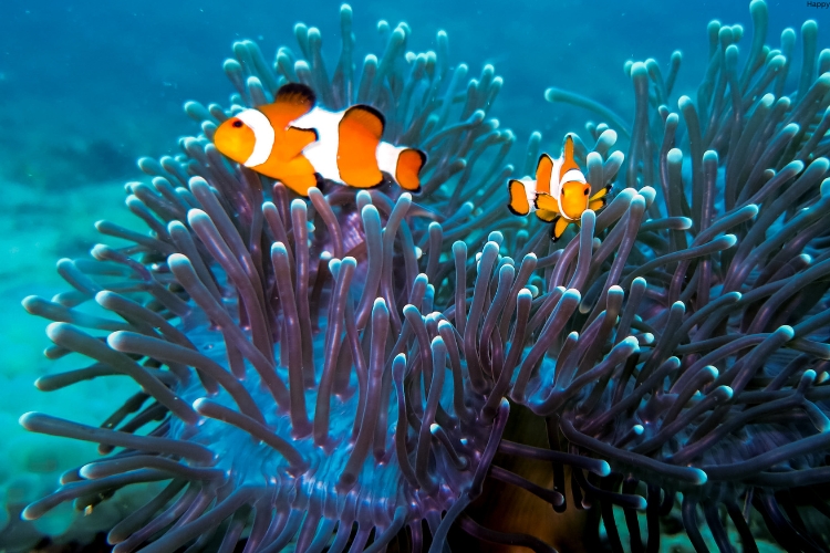 2 Clownfish are in deep water
