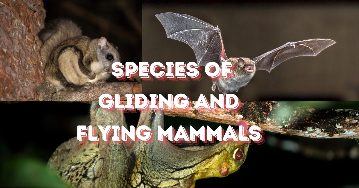 3 flying mammals are in one image