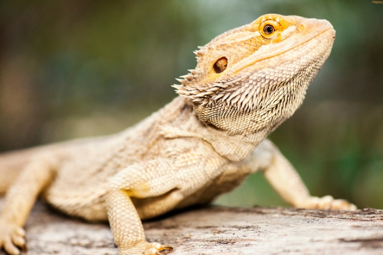 Bearded Dragons is sitting on rock