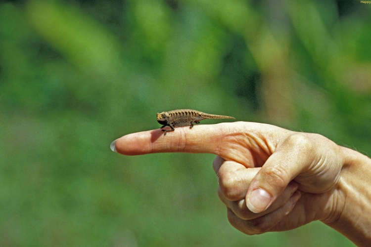 Brookesia nana is walking on human finger