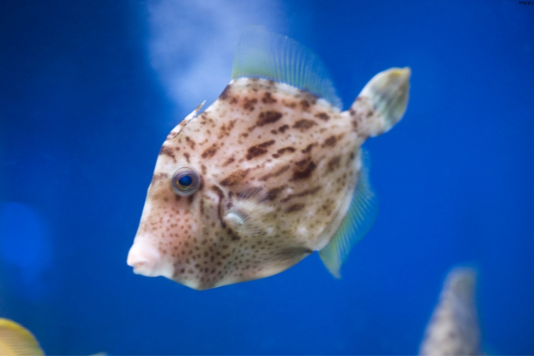 Butterfly Filefish is in water