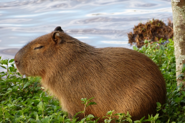 Capybara is sitting near river on grass