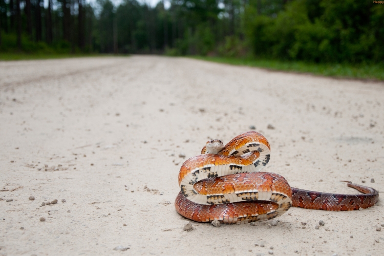 Corn Snakes is on road