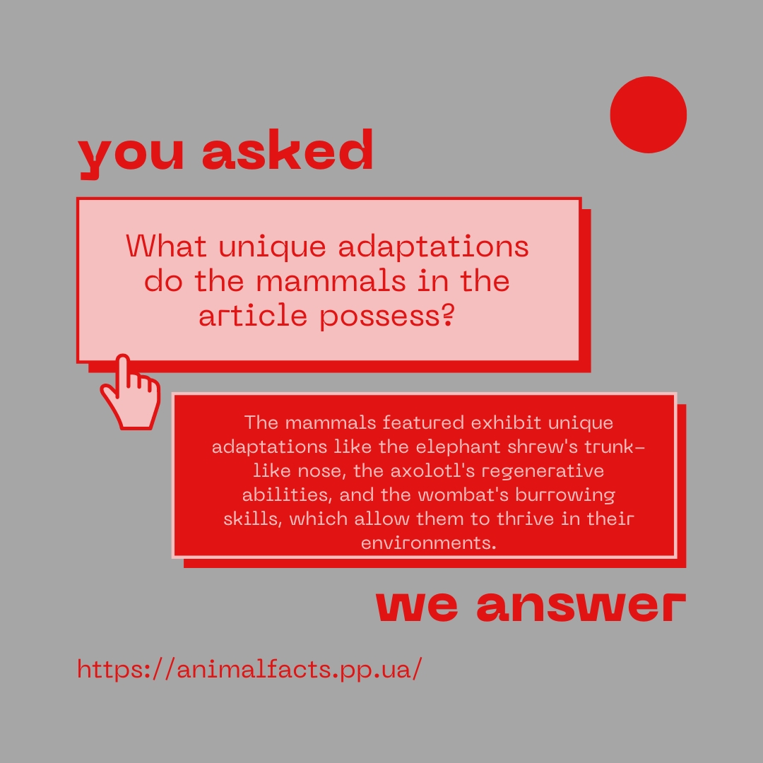 FAQ Infographic Quirky Behaviors - 20 Mammals with Weird Habits 