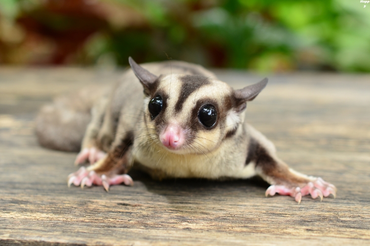 Feathertail Glider is lying on floor