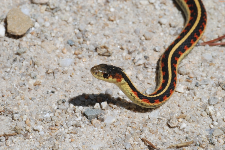 Garter Snake is crawling