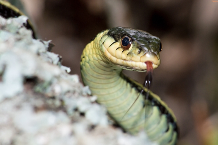 Garter Snakes is taking out his tongue