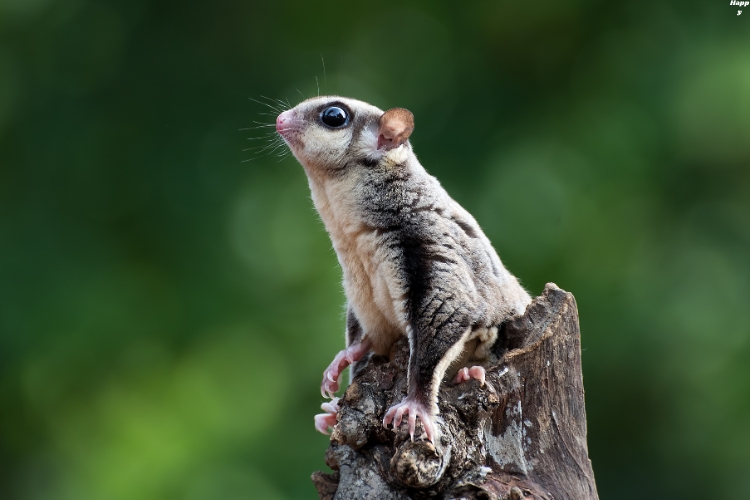 Greater Glider is sitting on tree and watching up wards