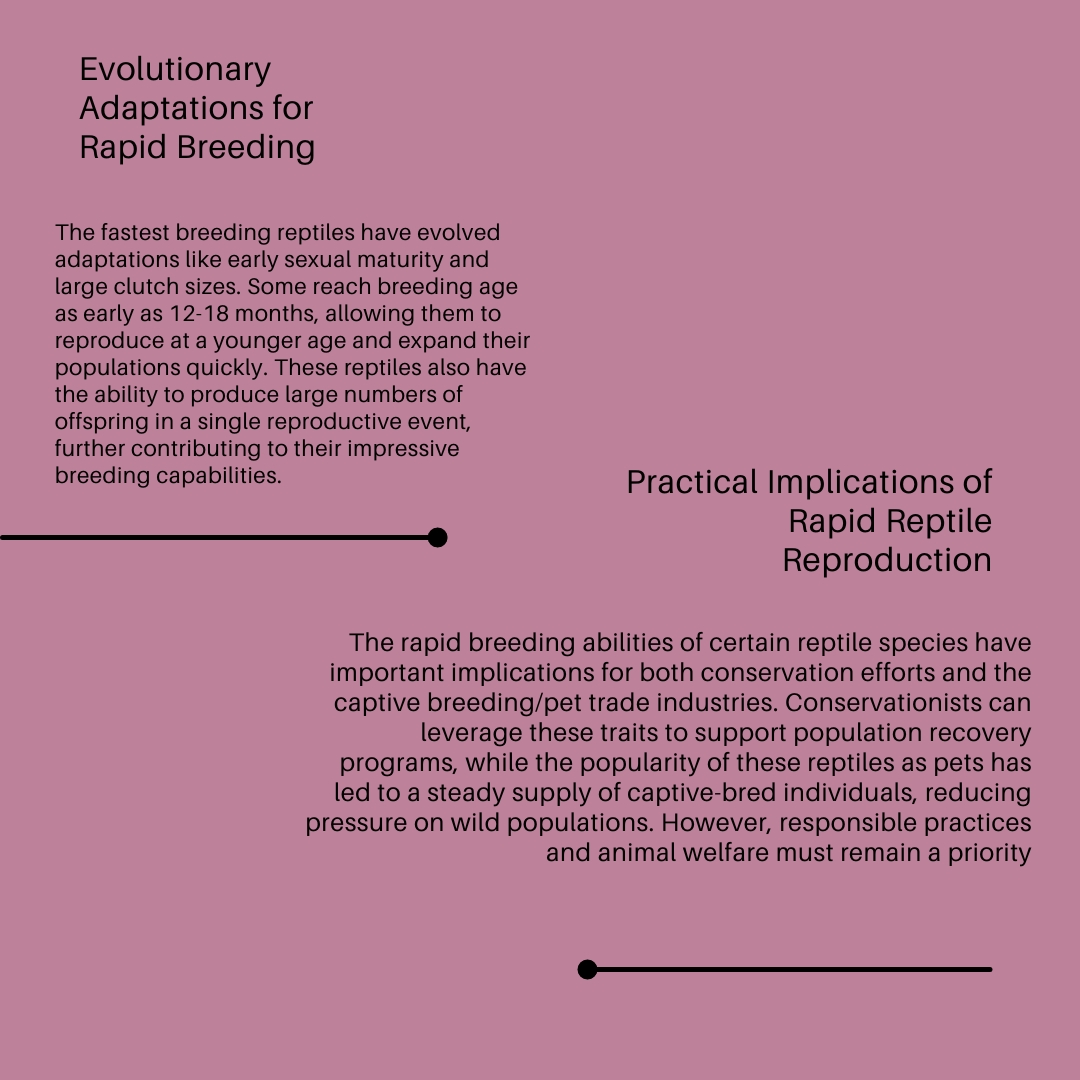 Infographic Fastest Breeding Reptiles  