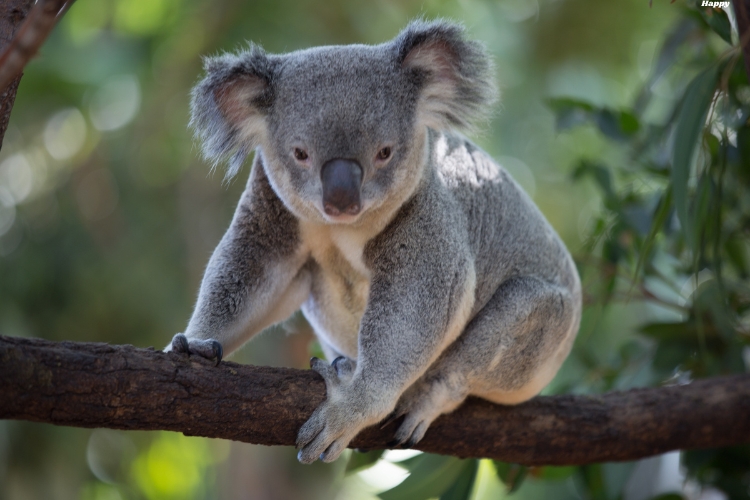 Koala is siting on tree