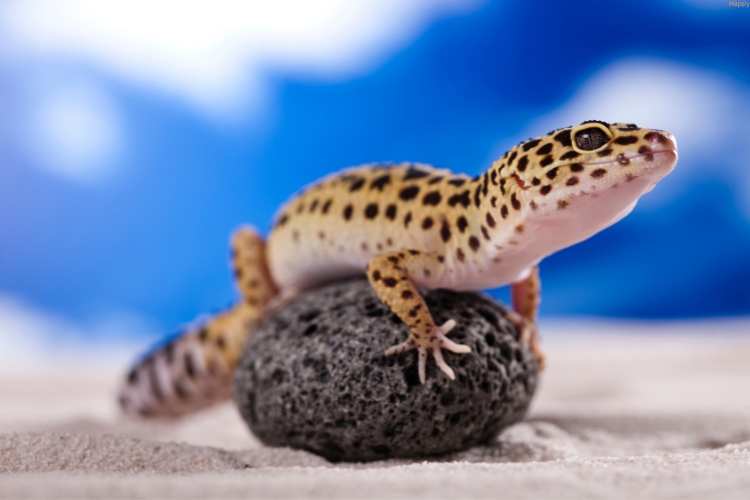 Leopard Geckos is sitting on his own egg