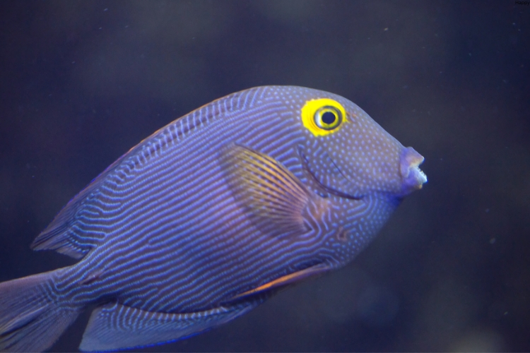 Mimic Surgeonfish fish is alone in water