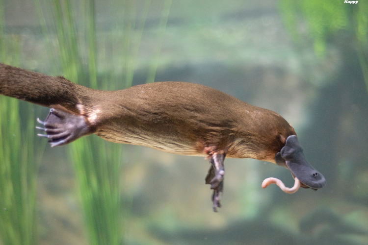 Platypus is jumping while having some insect in his mouth
