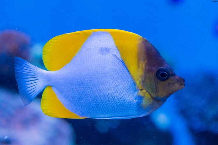 Pyramid Butterflyfish is in water