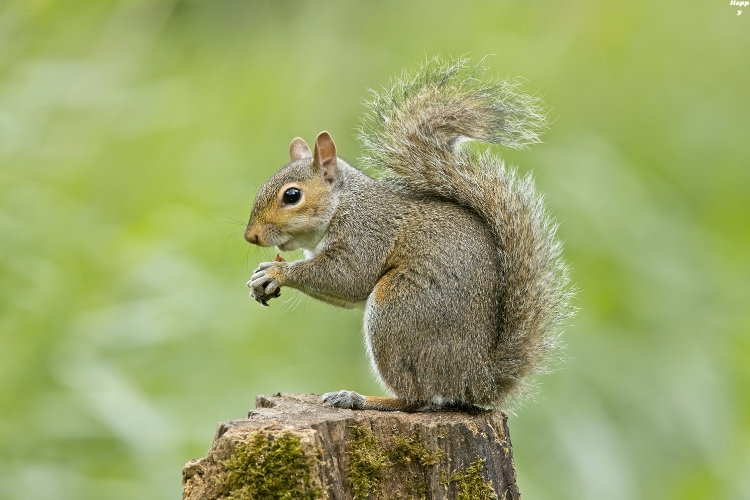 Scaly-tailed Flying Squirrel is sitting alone on tree