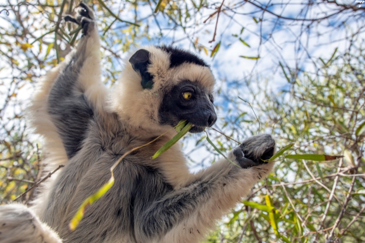 Sifaka is eating plants while standing on trees