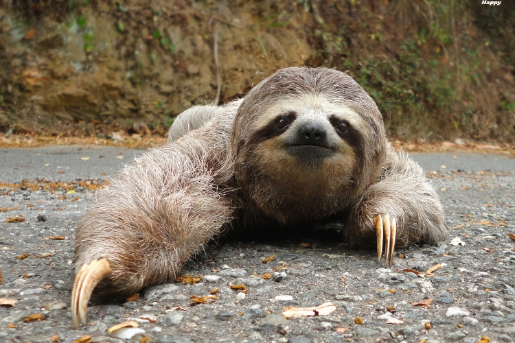 Sloth is crwaling on the surface