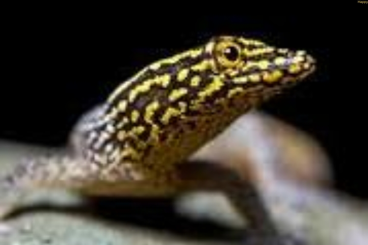 Small reptile is on rock