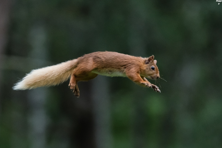 Squirrel is flying very high