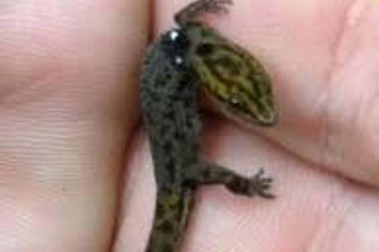 Tiniest reptile is on human palm
