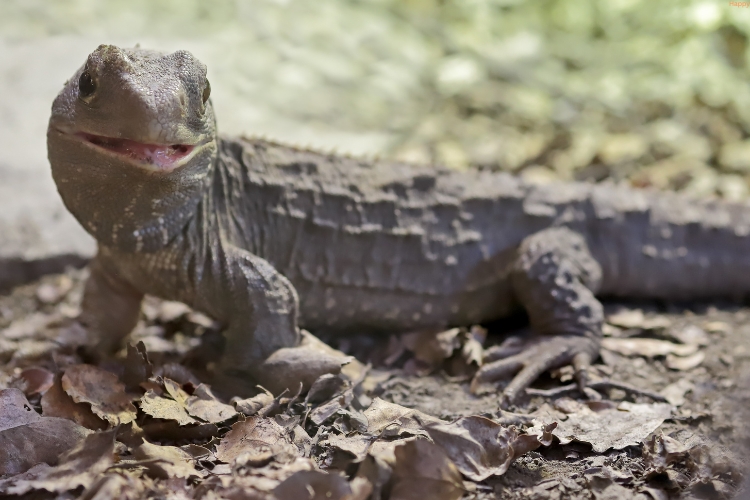 Tuatara is walking