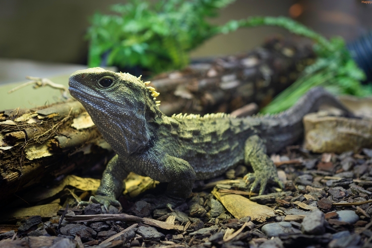 Tuatara is walking on stones