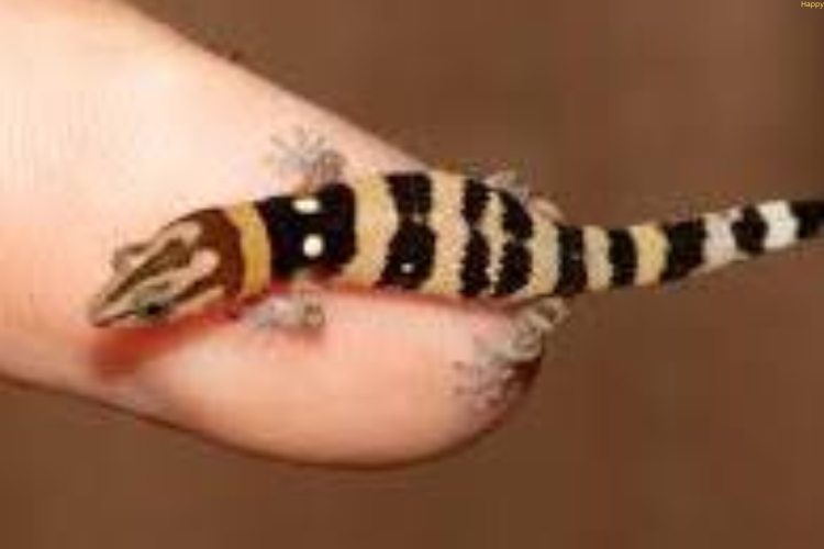 Sphaerodactylus ladae is on human's hand