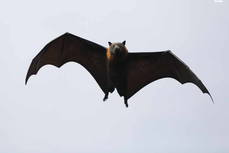 Vampire Bat is flying on sky