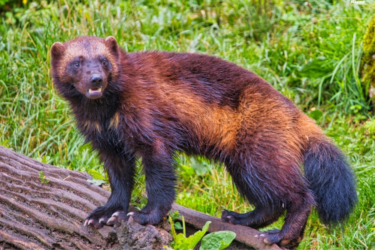 Wolverine is standing on tree