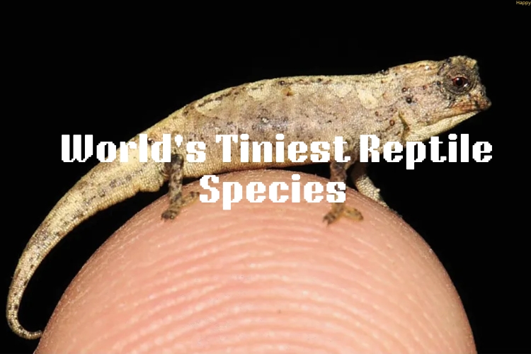 World's Tiniest Reptile Specie is on human finger (1)