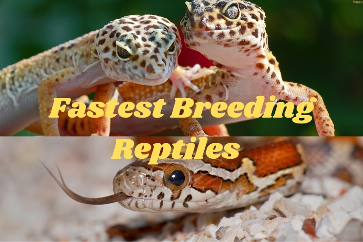 fastest reptiles are in one image