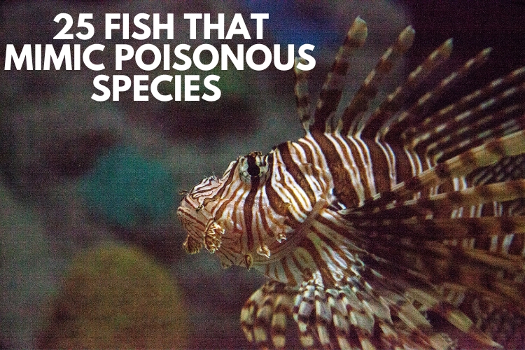 fish is in water