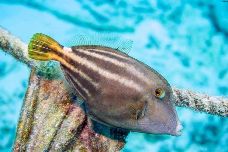 fish is on rock in underwater