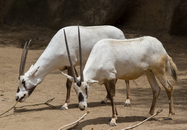 2 Arabian Oryx are standing together