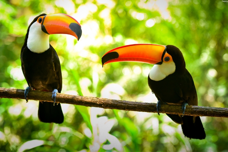 2 Toco Toucan are sitting on same tree branch