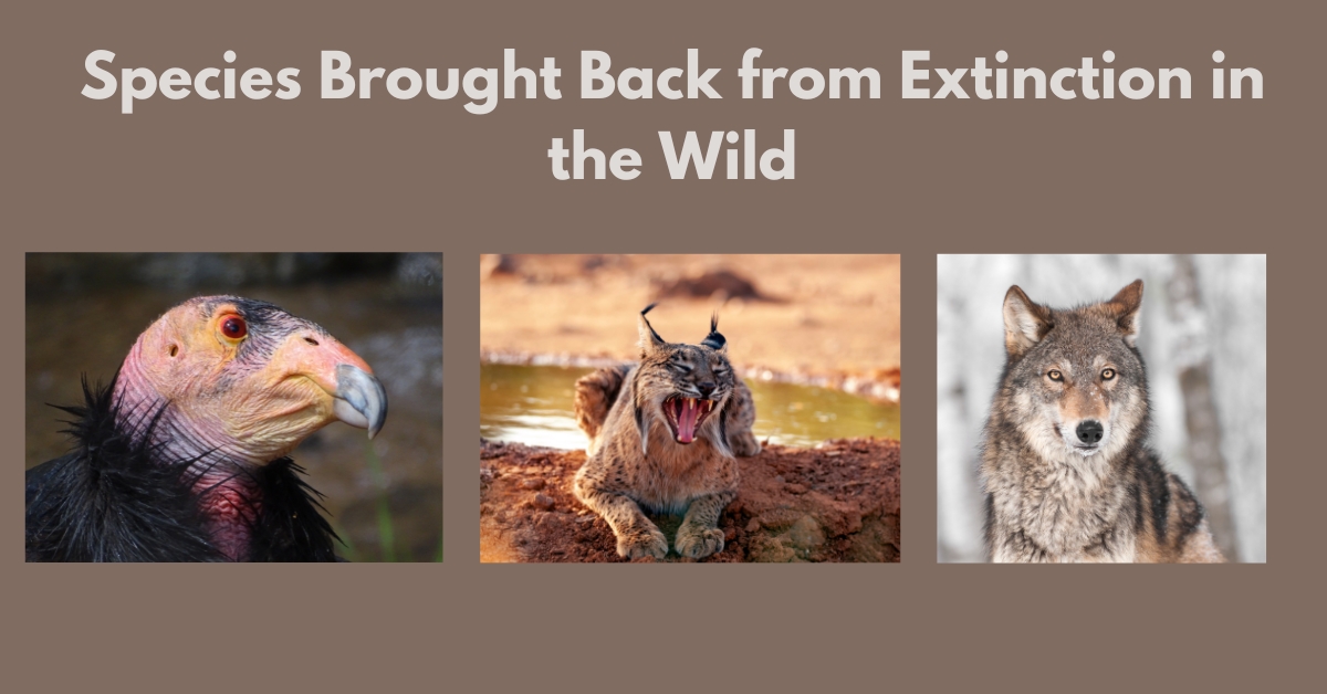 3 endanger species in one image