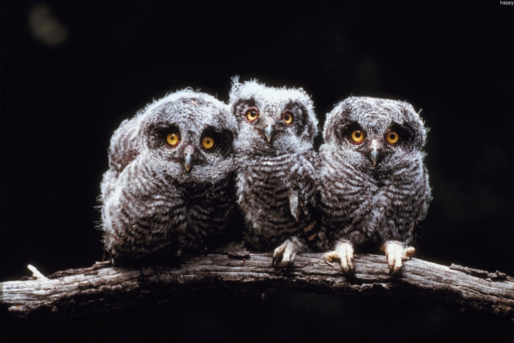 3 owls are sitting on the branch of tree