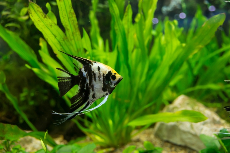 Angelfish is in deep water near under water green plants