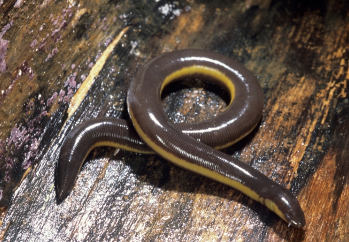 Caecilians is on wood