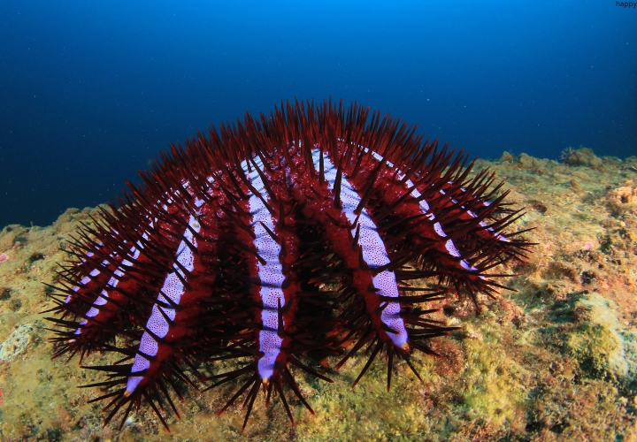 Crown-of-Thorns Starfish is in deep sea