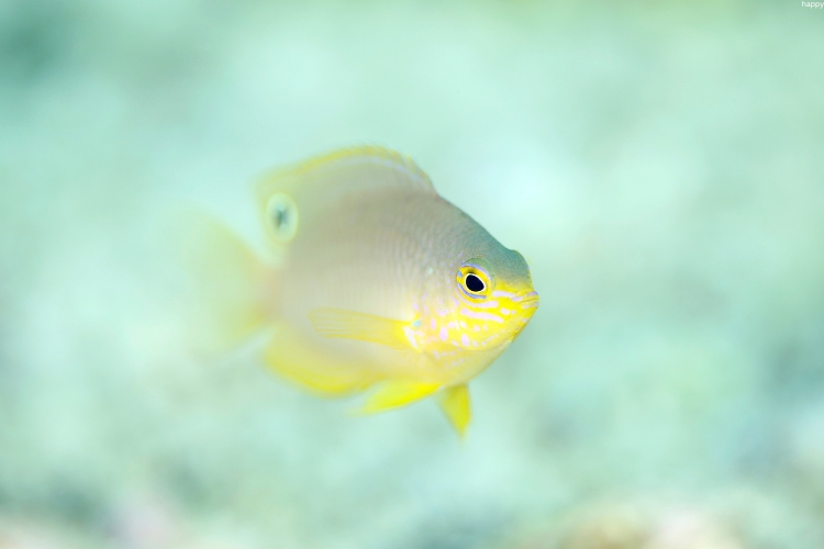 Damselfish is in water alone