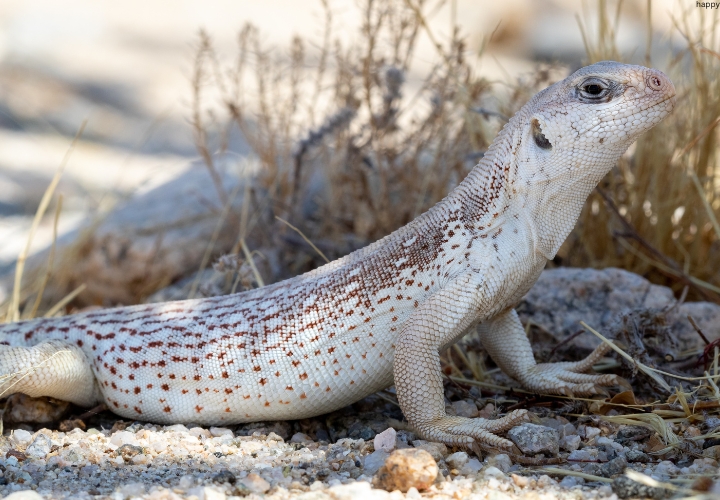 Desert Iguana is trying to watch some thing
