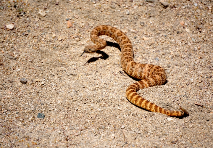 Desert Night Snake is crawling on mud
