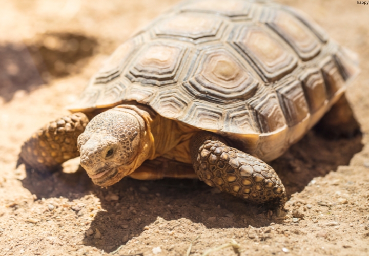 Desert Tortoise is crawling in desert