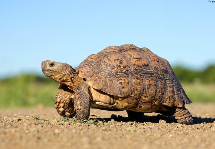 Desert Tortoise is standing on mud surface