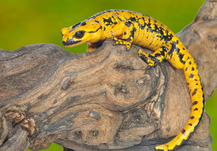 Egg-carrying Salamanders is on big tree