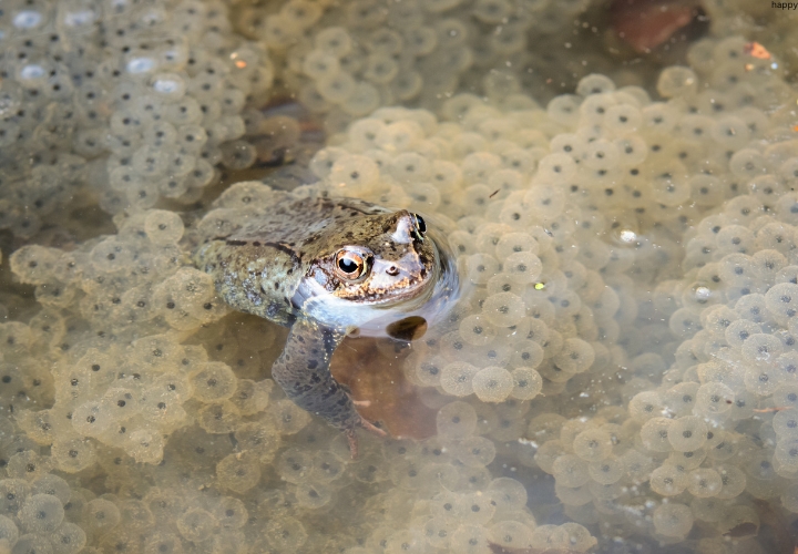 Egg-guarding Frog is in water
