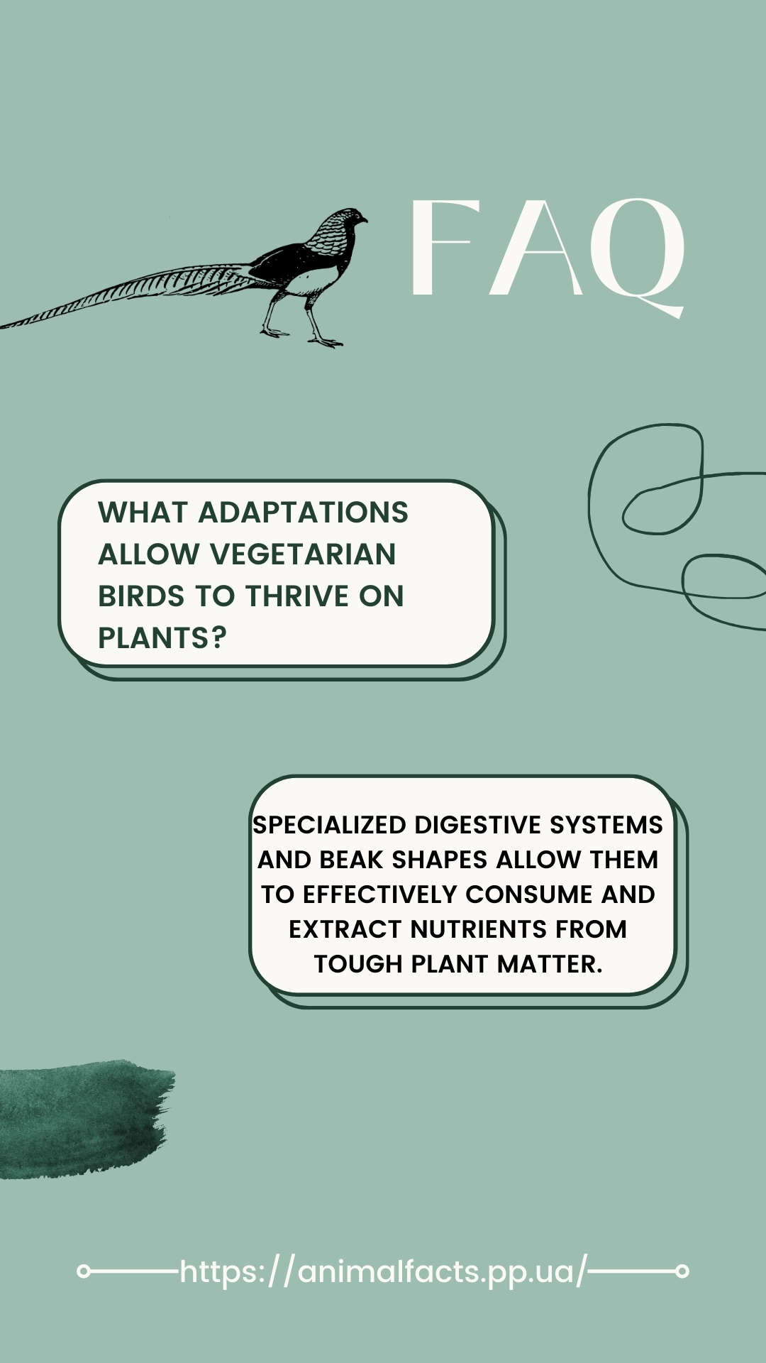 FAQ infographic 20 Vegetarian Birds and Their Diet