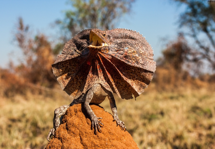 Frilled Lizard is opening his mouth while sitting on stone